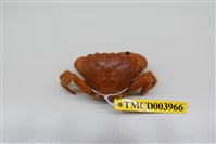 藏品(兇猛酋婦蟹)的圖片